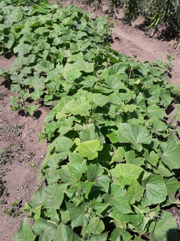 Огурцы под защитой: секреты подкормки из луковой шелухи