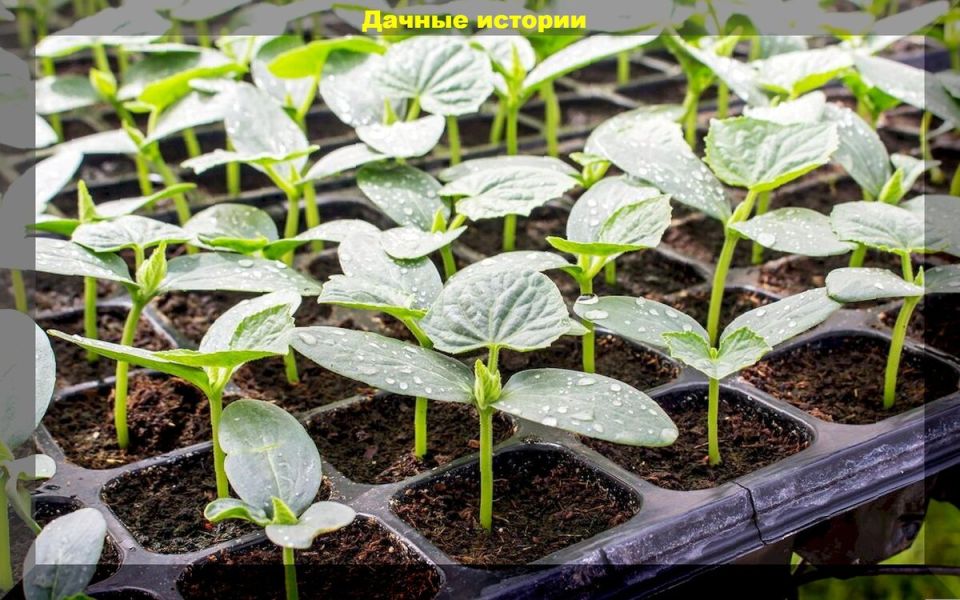 � �������� ���-�� �� ���: ��������� ������ �������� ������ �����������