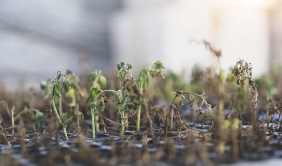 �������: ��� �������� ���������������� ������ ��������