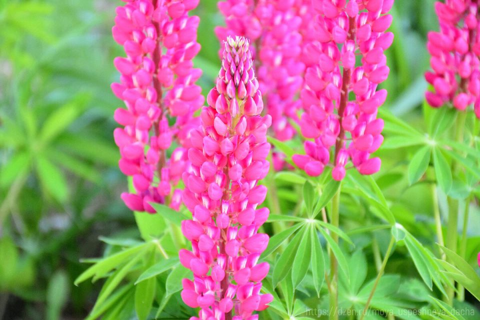 ��� ��������� ��������� ������ �� �����