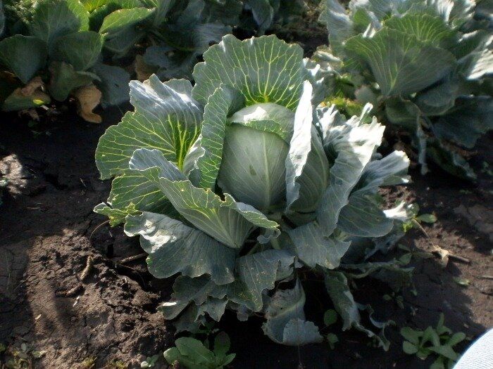 Как вырастить идеальную капусту без удобрений: три простых совета