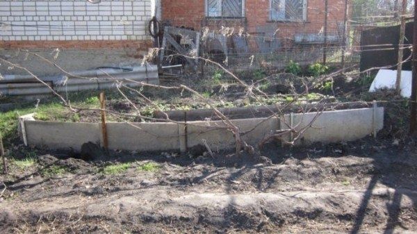 Как правильно подвязать виноград весной: советы и секреты