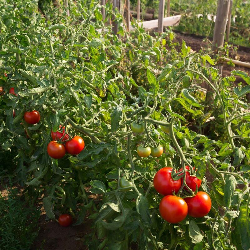 ��� ������ ������ ��������� �� ������������: �������� ������