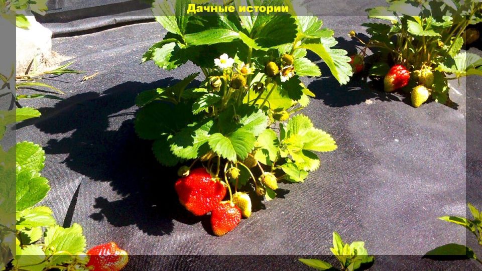 Омоложение клубники: как обеспечить богатый урожай