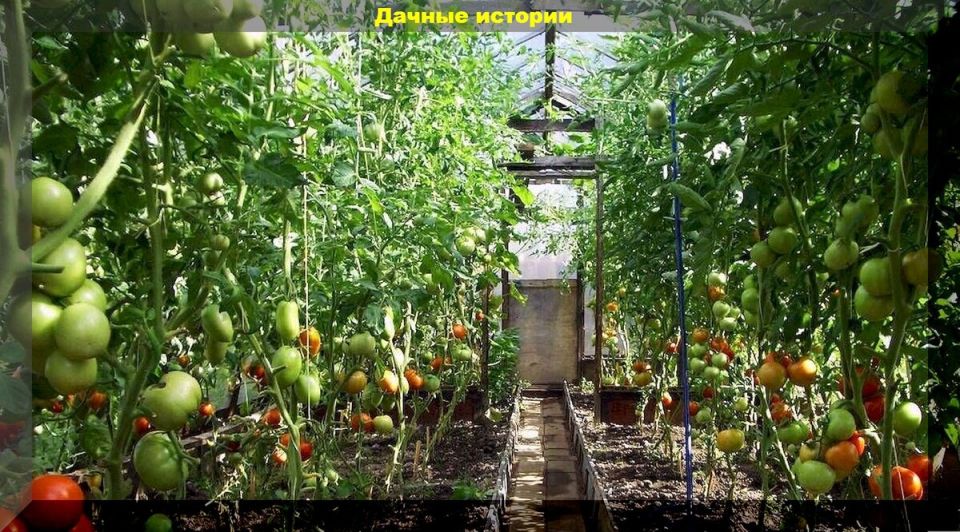 Секреты успешного ухода за томатами в разгаре лета