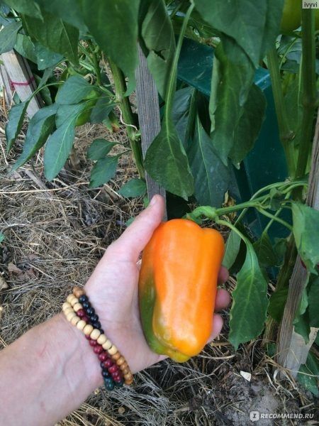 Перец оранжевое наслаждение: секреты успеха для теплиц и садоводов