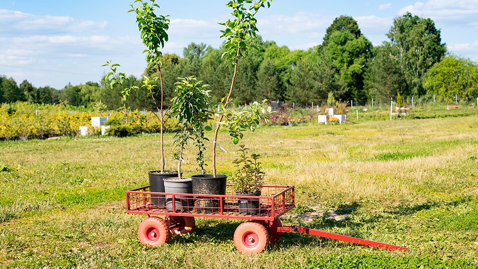 Как правильно посадить яблоню: советы и рекомендации специалистов