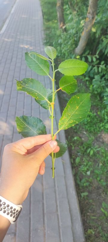 Как бороться с ржавчиной ивы козьей: полезные советы