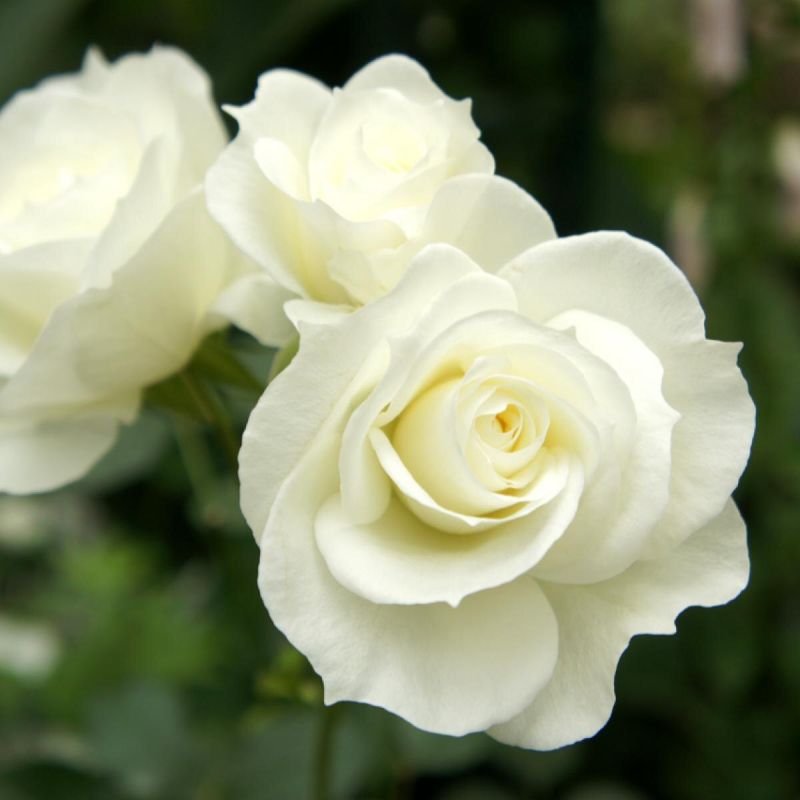 ��� ��������� ���� �� ������: ������� ������ ��� ��������� �����������