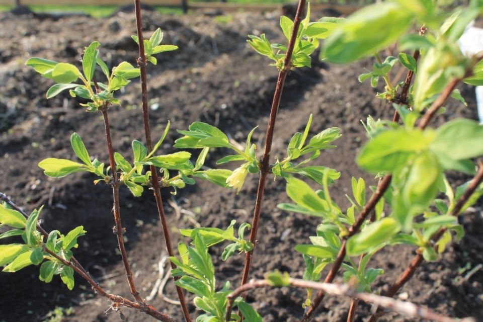 ��� ������, ���� � ��������� ������������ ����?