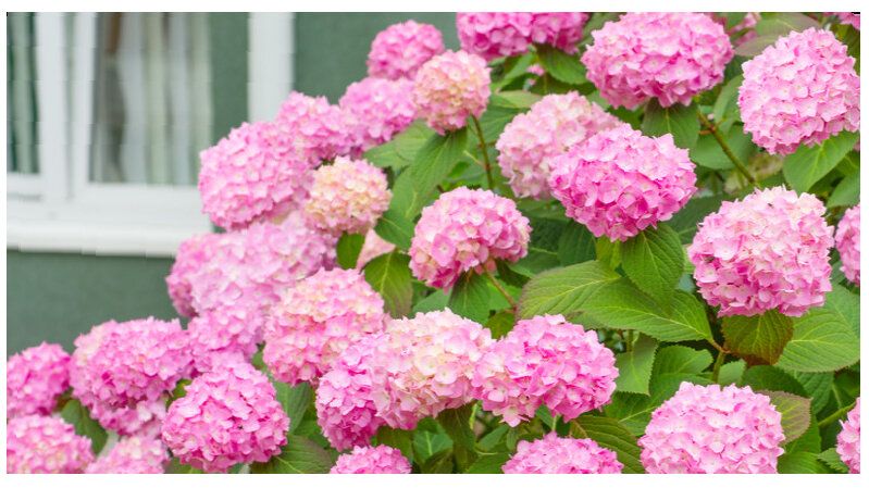 Как обеспечить гортензии великолепное цветение: основные правила ухода