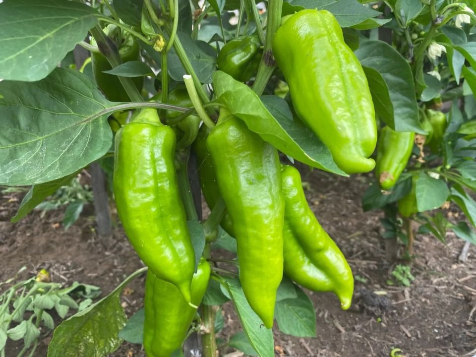 ��� �������� ������ �������� �����: 5 ������ ��������� �� ����� ������ �����