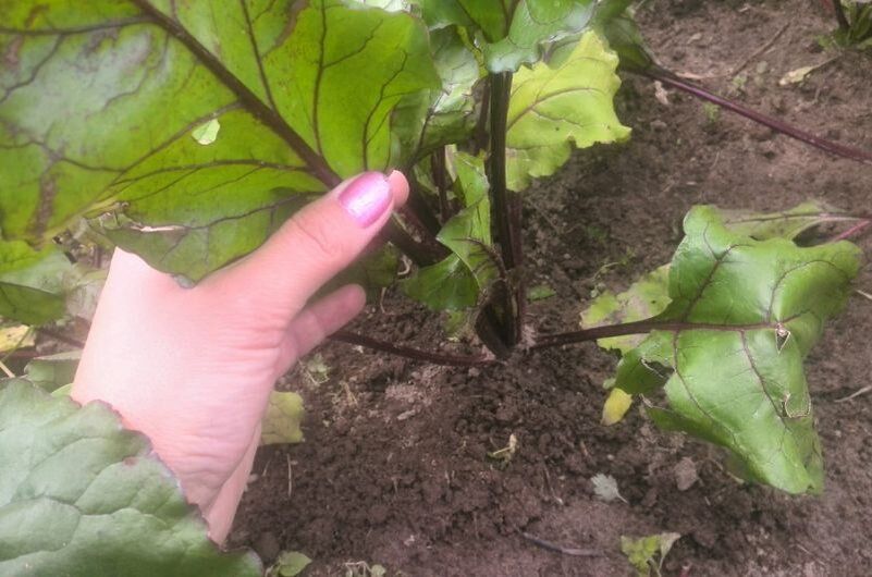 Удобрения для свеклы: секреты успешного роста