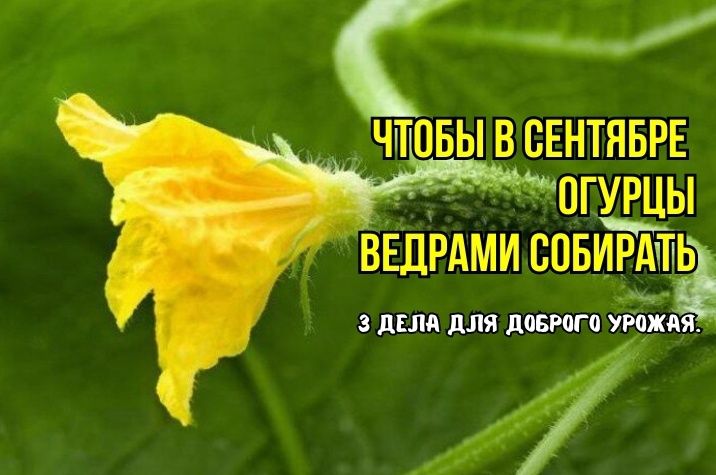 Как добиться идеального урожая огурцов в сентябре: ключевые советы агрономов