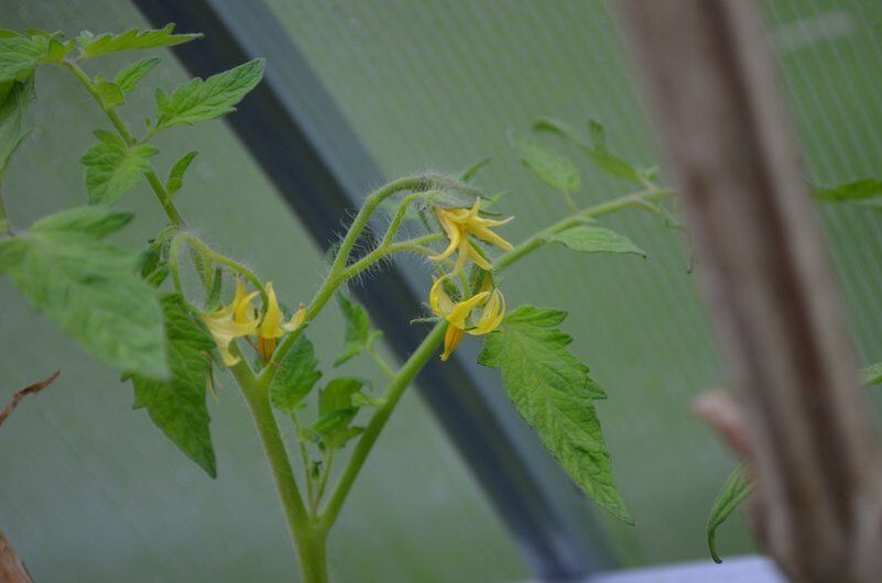 Почему у томатов в теплице так много цветов, но нет завязей?