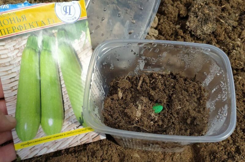 Как правильно сеять кабачки и патиссоны в холодную весну