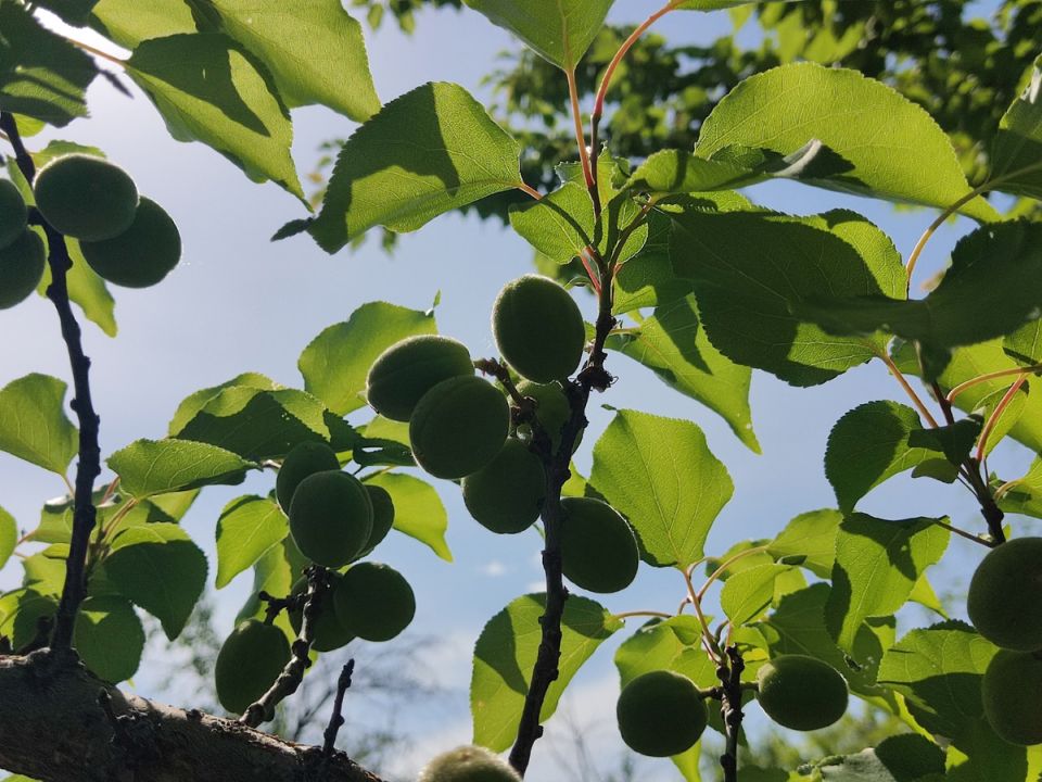 ����� ������: ����� �� ������ �������� ��������