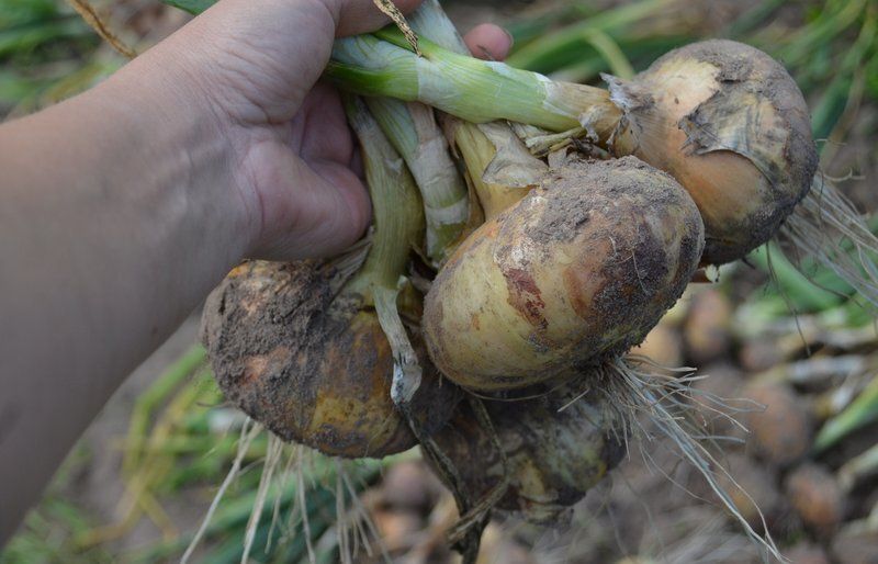 ��� ��������� ��������� ���: ������� ��������� ��������