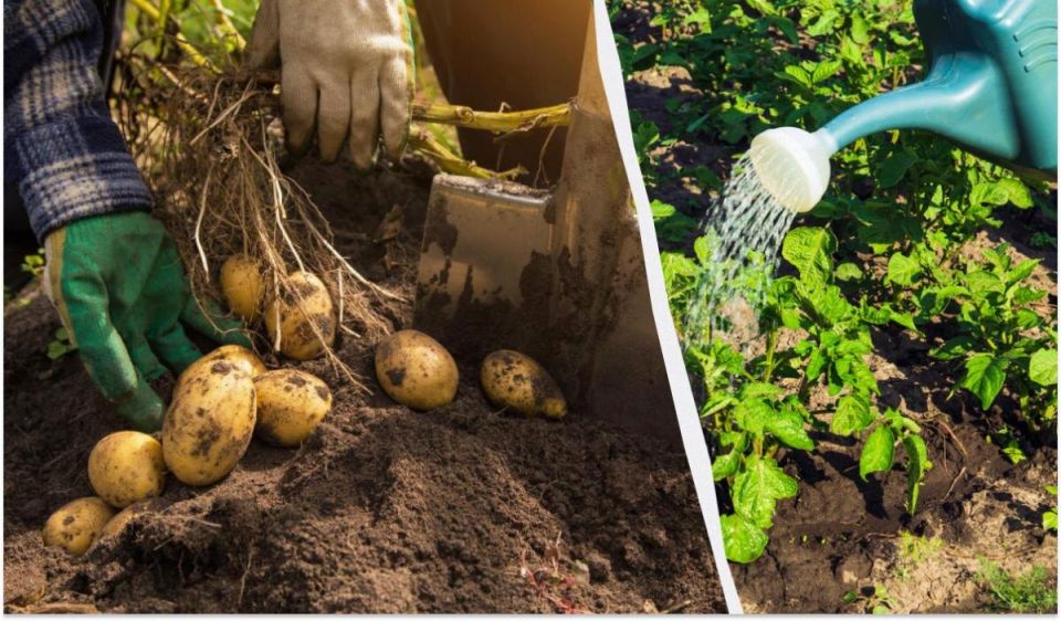 ��� ��������� ������ ���������: ������� ��������� � ����